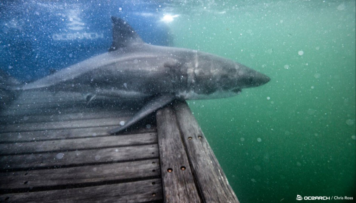 Great white shark spotted close to shore off Massachusetts Boston