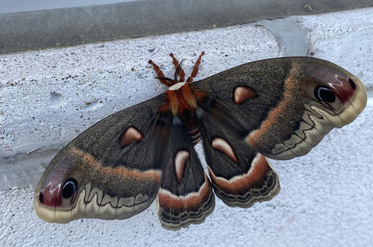 moth-believed-to-be-largest-in-north-america-spotted-clinging-to