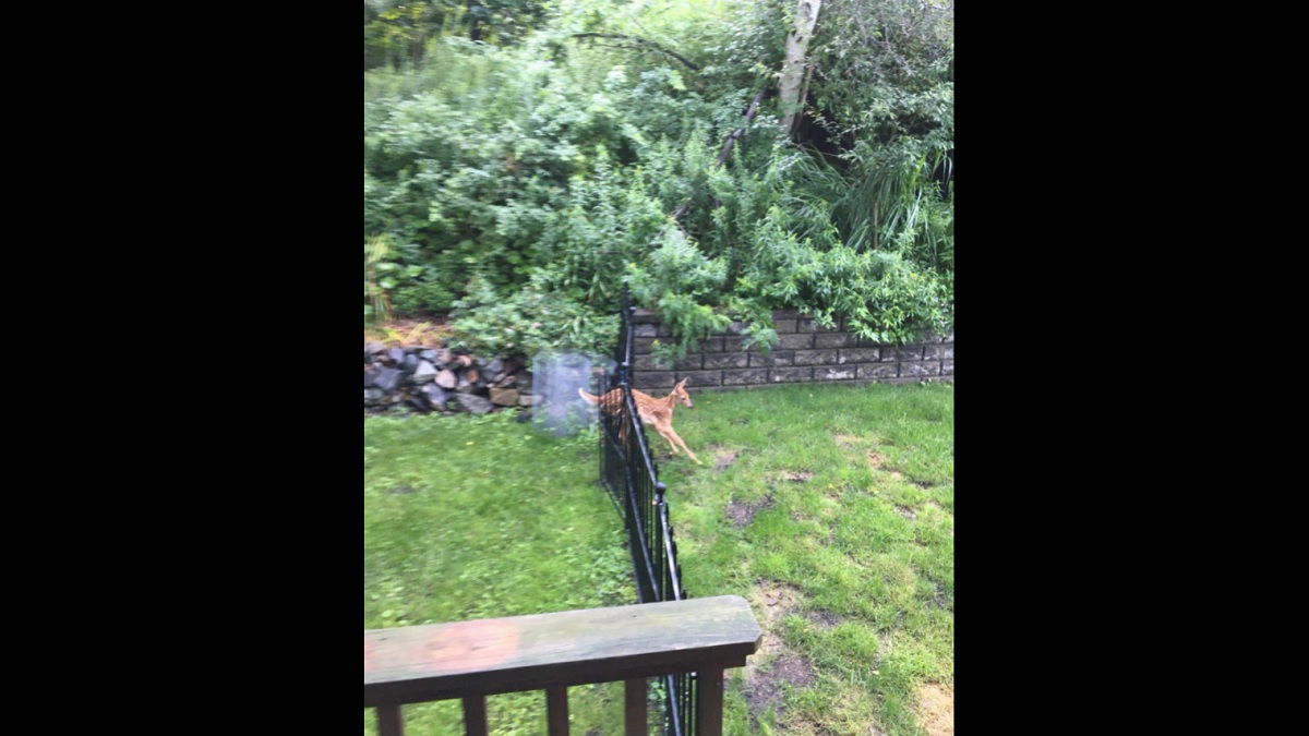 Animal control frees fawn stuck in Ipswich resident’s fence Boston