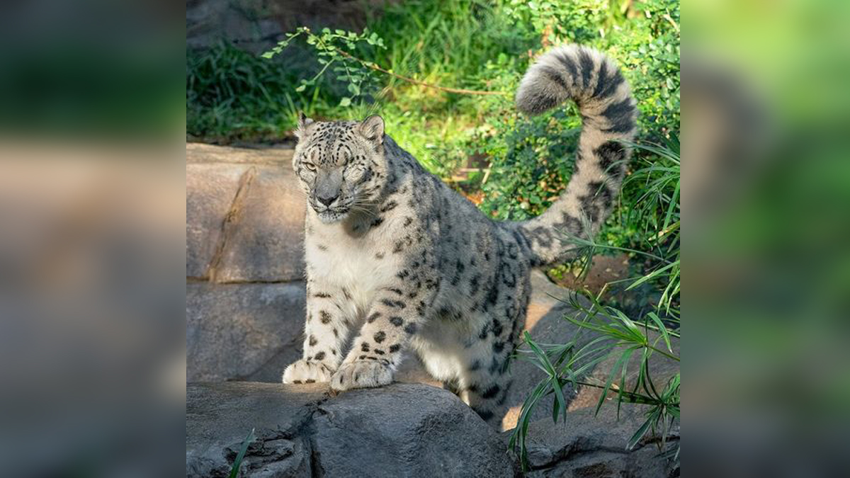 A rare snow leopard at the San Diego Zoo has tested positive for