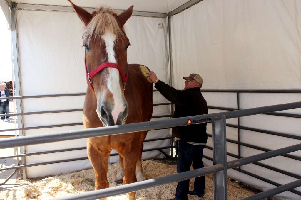Tallest Horse Dead
