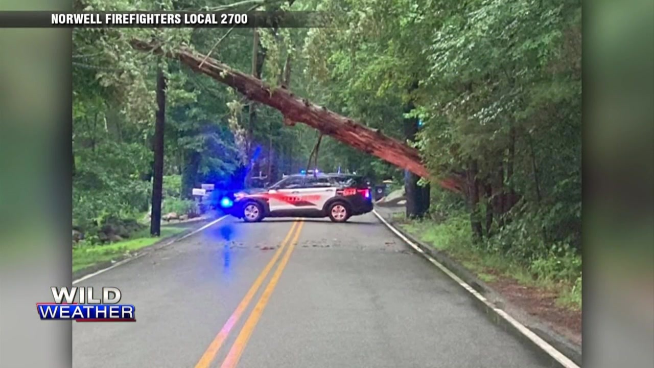 Fallen tree knocks down power lines in Norwell Boston News, Weather
