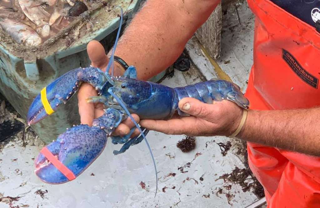Mass. fisherman catches extremely rare blue lobster - Boston News, Weather,  Sports | WHDH 7News