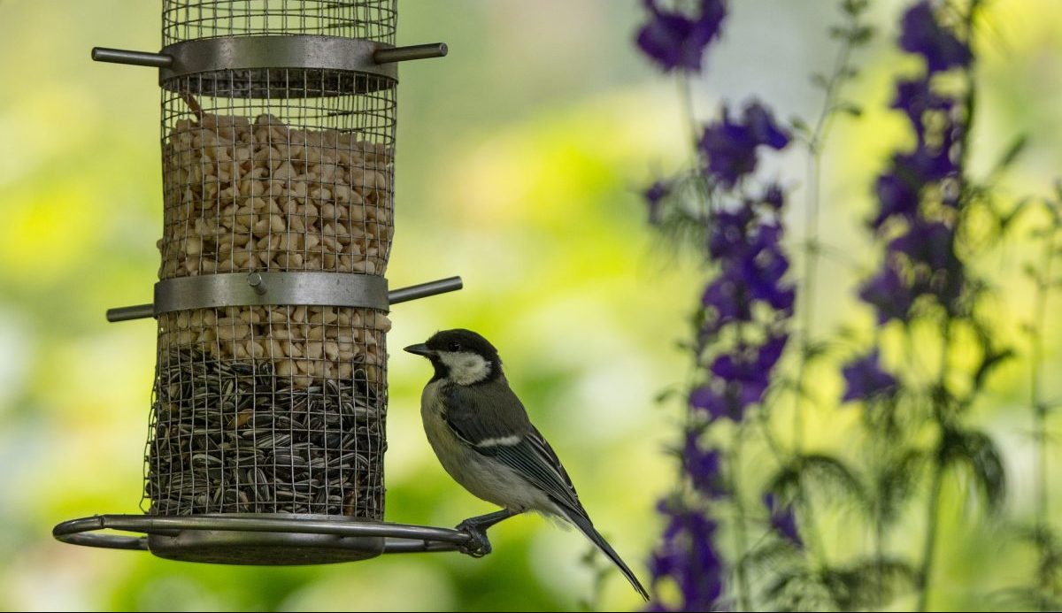 Mass. residents urged to take down bird feeders, birdbaths following