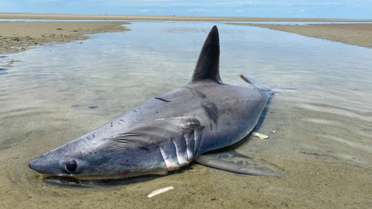 Dead shark found on beach on Cape Cod Boston News, Weather, Sports