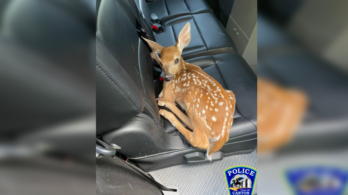 Veterinarian And Game Warden-Husband Save Life Of Injured Fawn