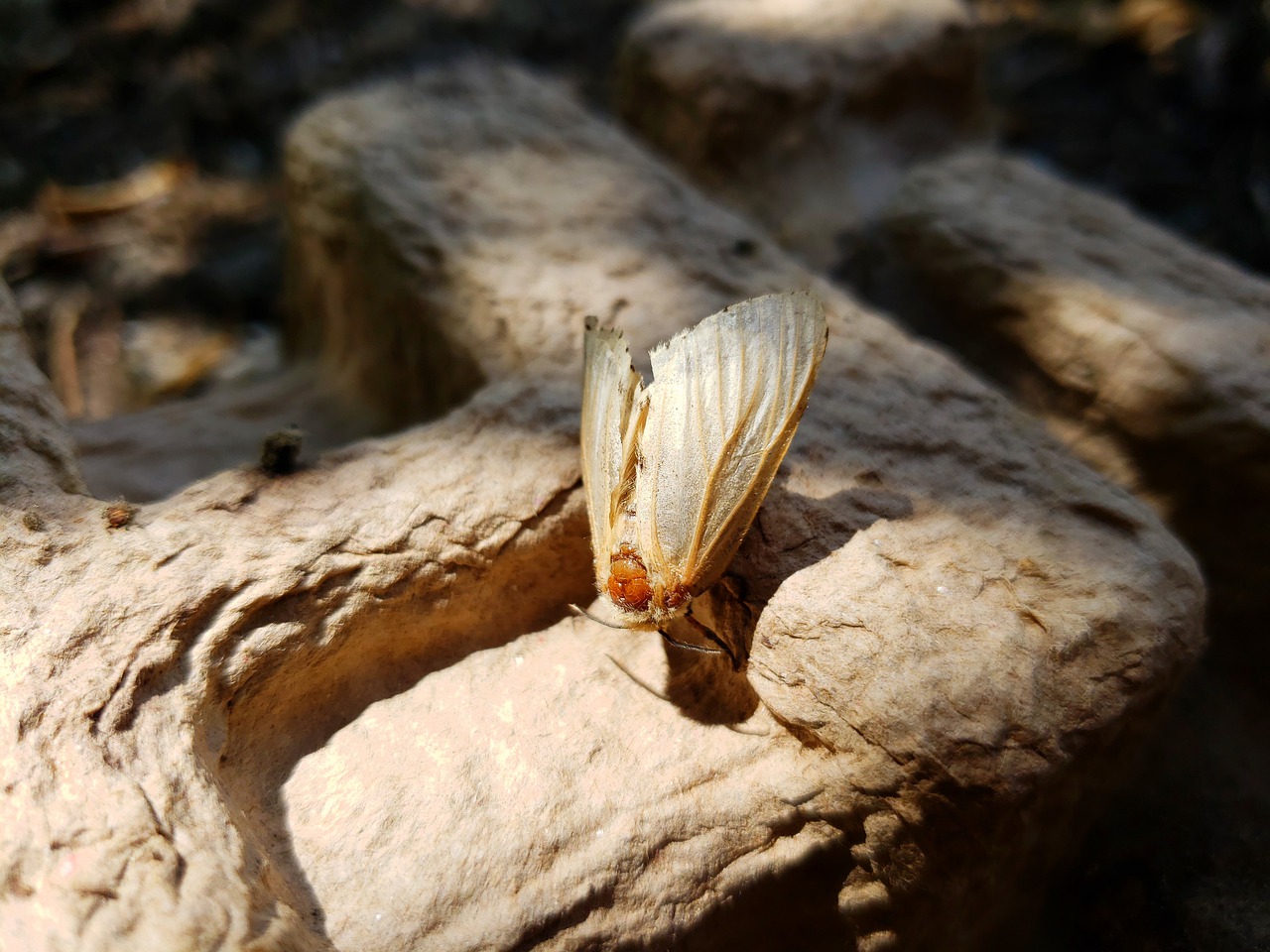 Bug experts seeking new name for destructive gypsy moths Boston News, Weather, Sports WHDH 7News