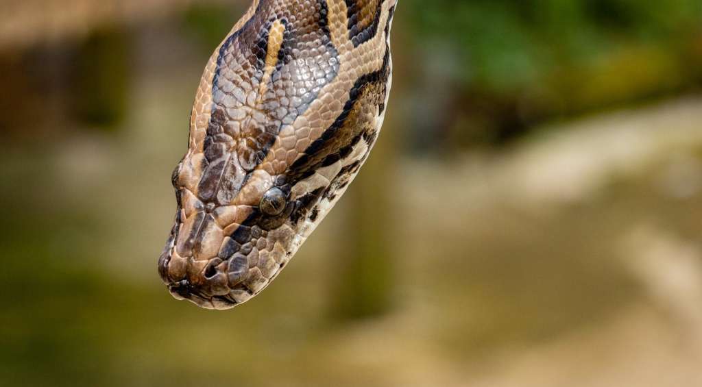 brown reticulated python