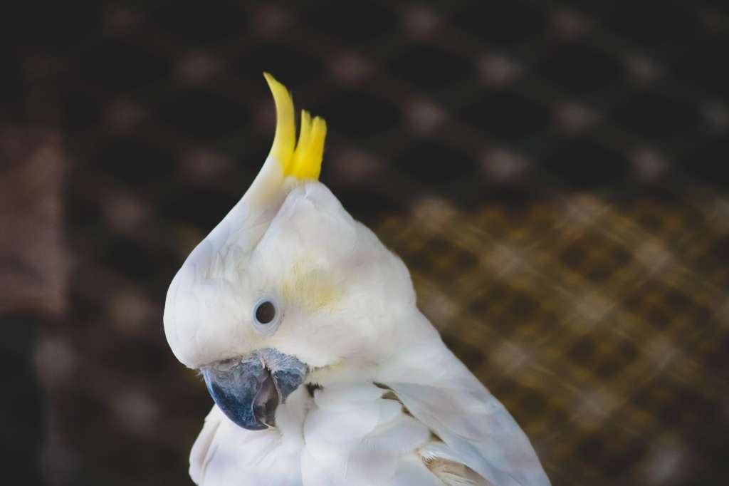 white cockatoo with yellow crest