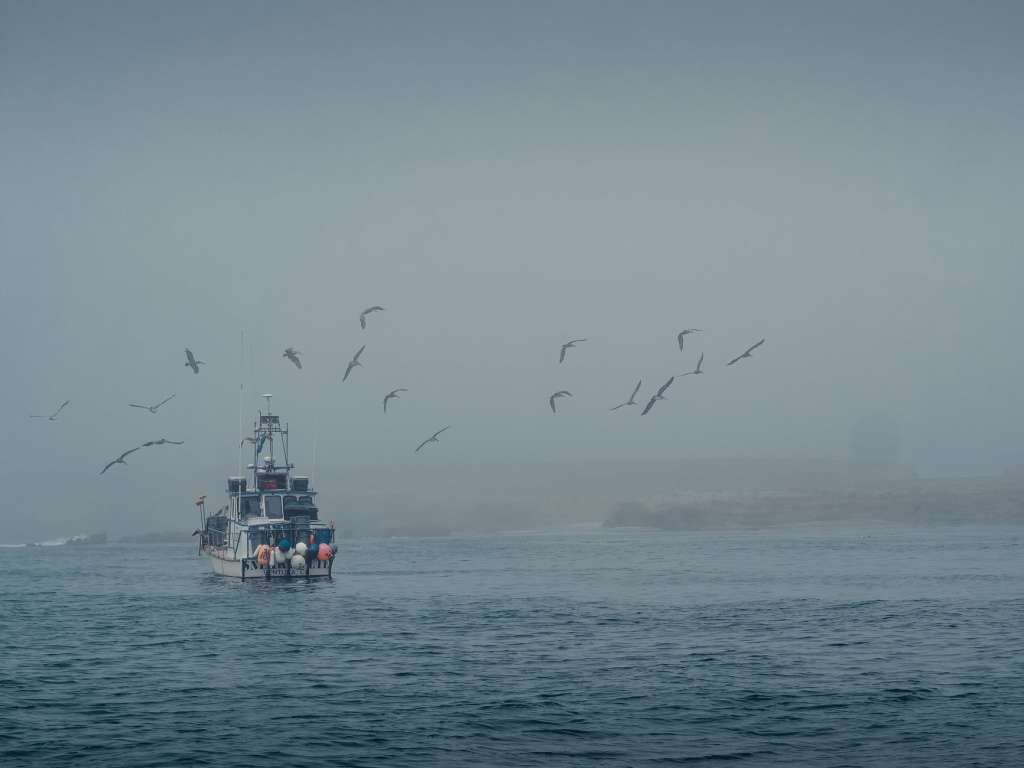 birds flying over the sea