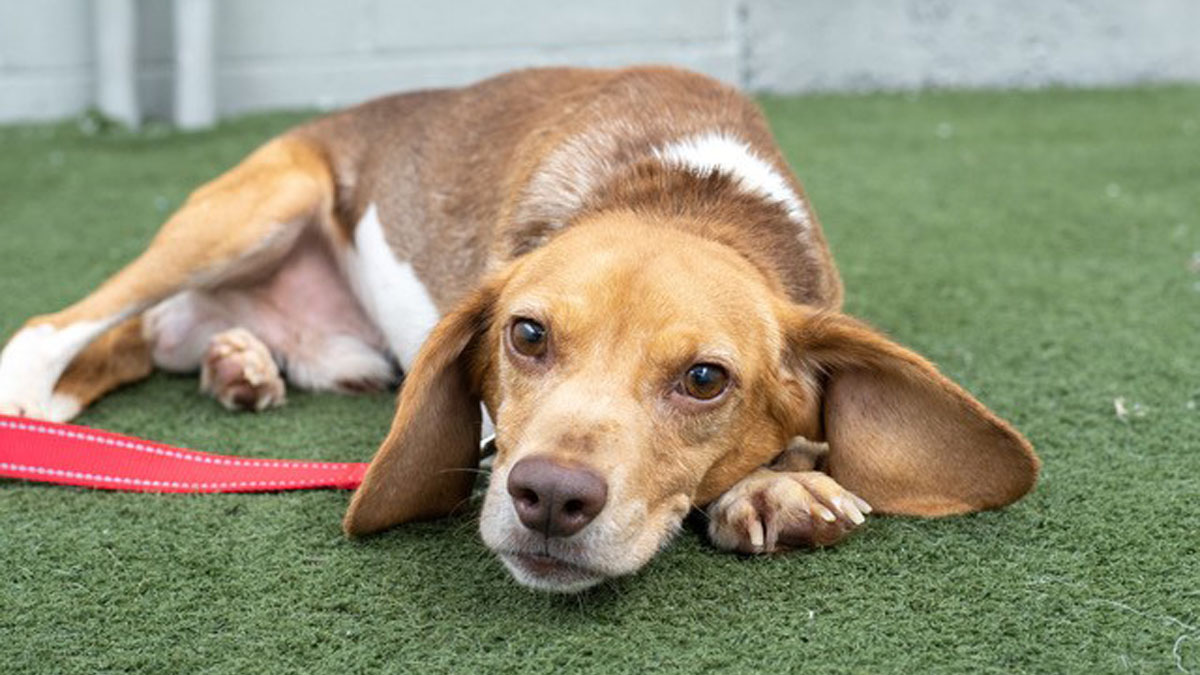 1,500 beagles will get new lives, warm laps after release from research facility