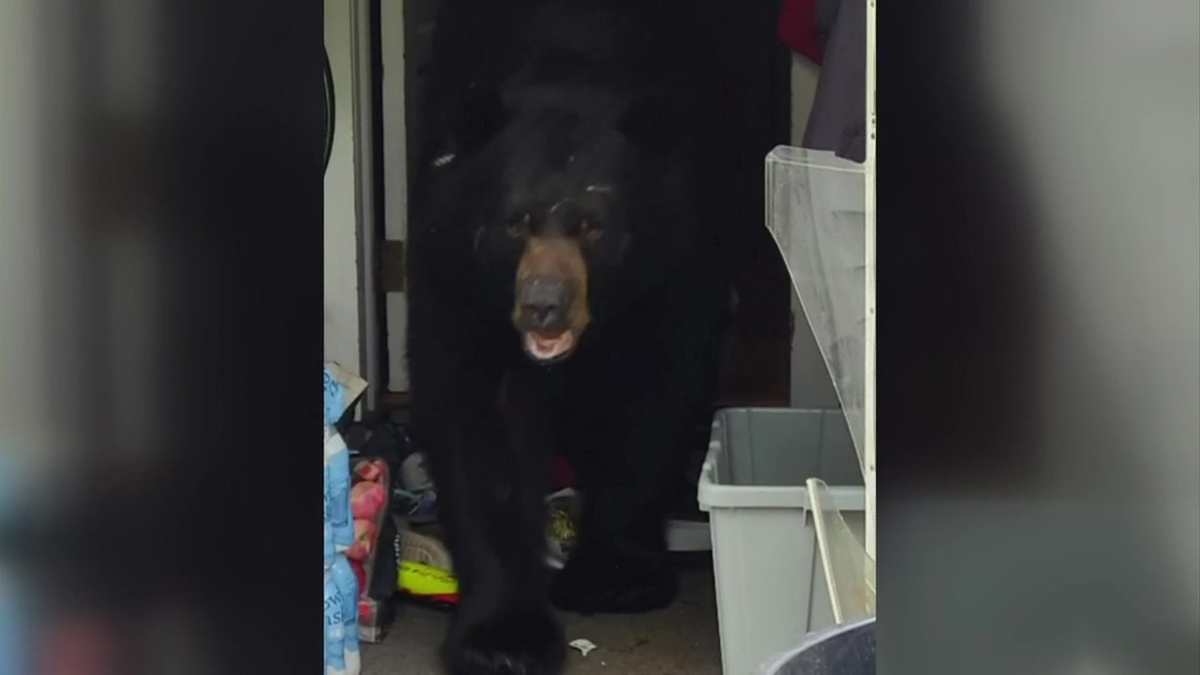 Connecticut Family Gets Wild Surprise After 2 Bears Break Into Their ...