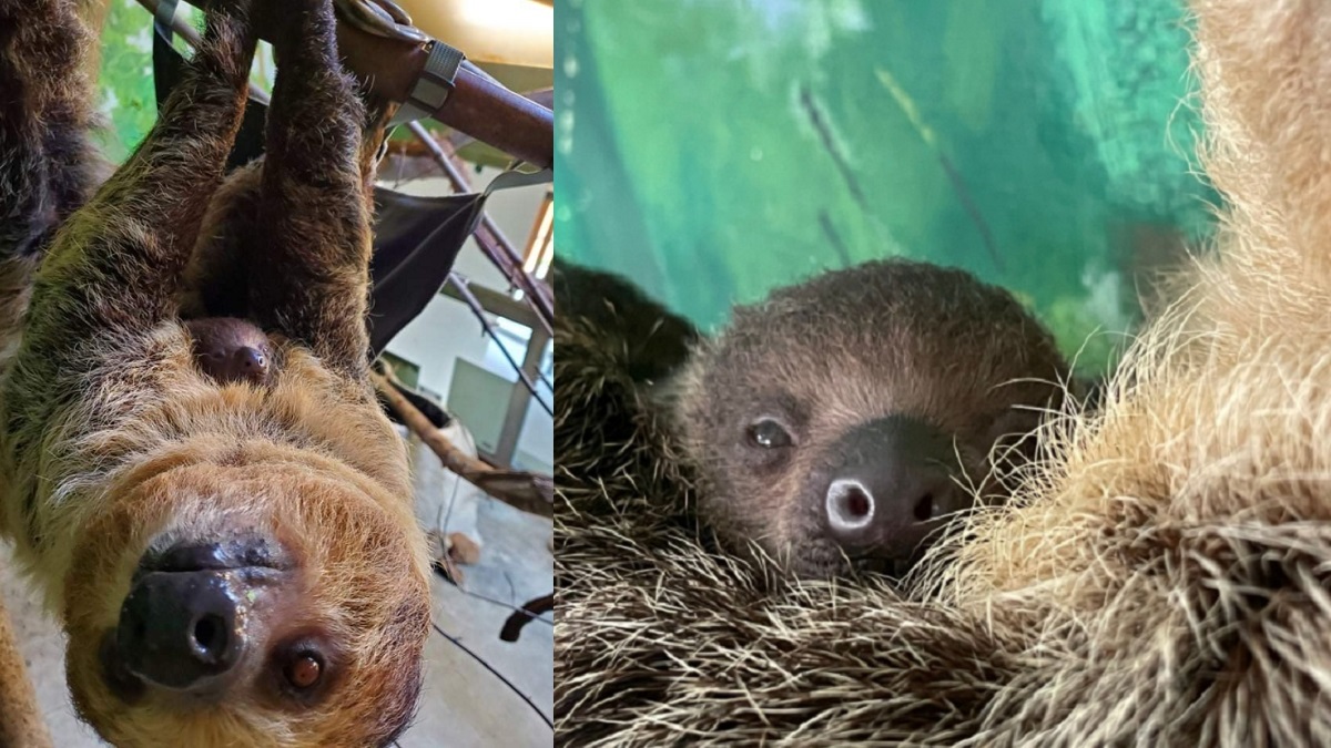 Slow delivery: Baby sloth born at Stone Zoo - Boston News, Weather ...