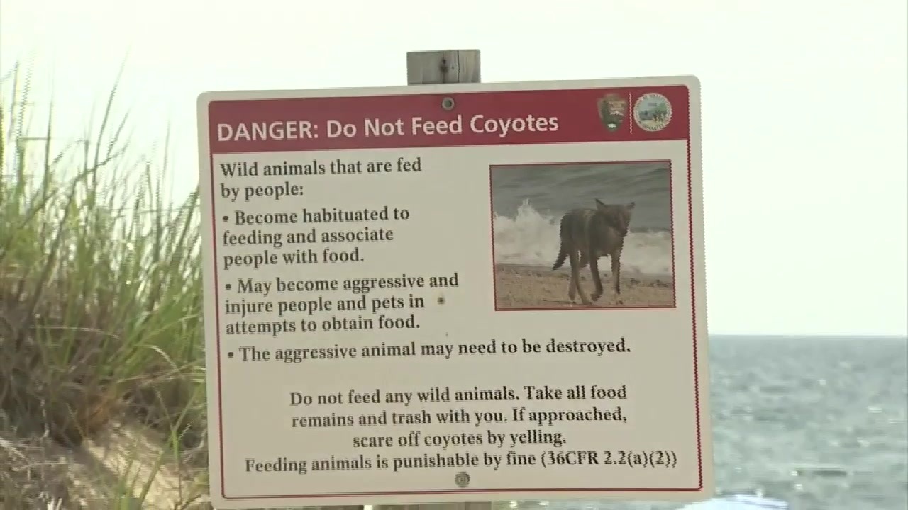 Coyote that bit 3-year-old girl on Cape Cod beach tests ...