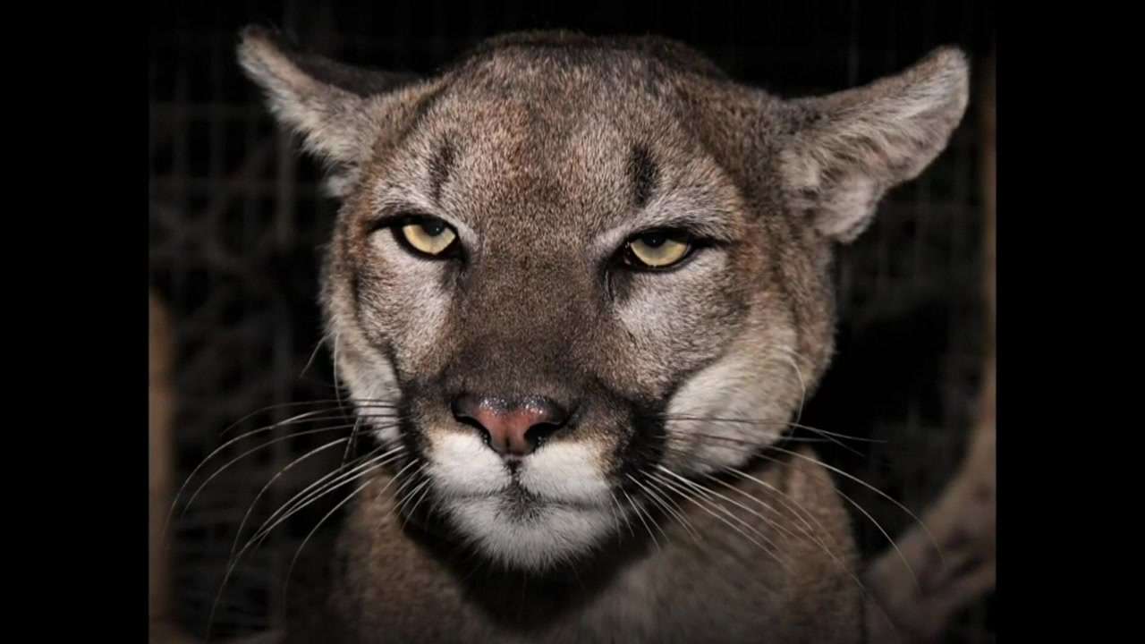 Mountain lion killed after attacking child in California - Boston News ...
