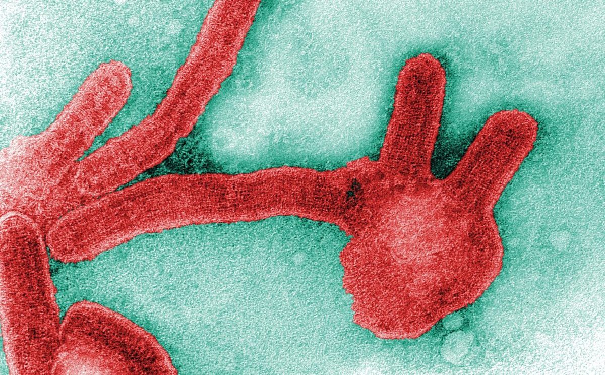 A new Ebola outbreak is confirmed in a remote Congo province, with 65 deaths recorded