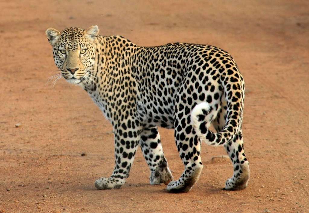 tiger animal