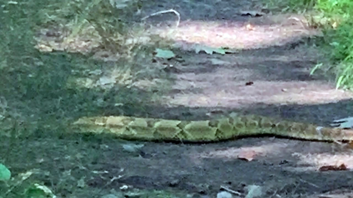 Venomous snake slithers into Manchester woman's driveway