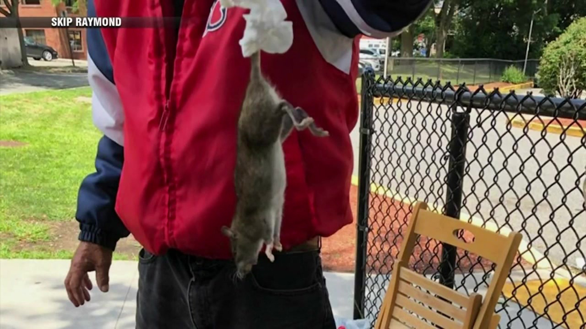 Rats! Melrose residents fed up with infestation issue Boston News, Weather, Sports WHDH 7News