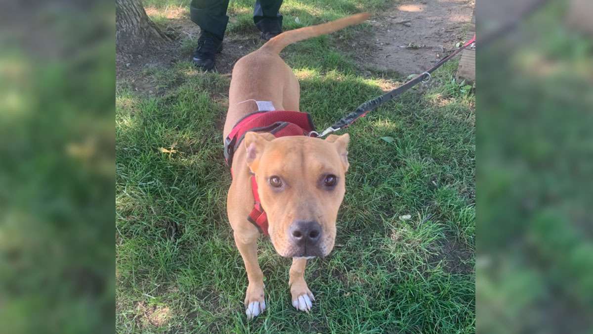 Police seek info after dog found tied up and abandoned in Everett park ...
