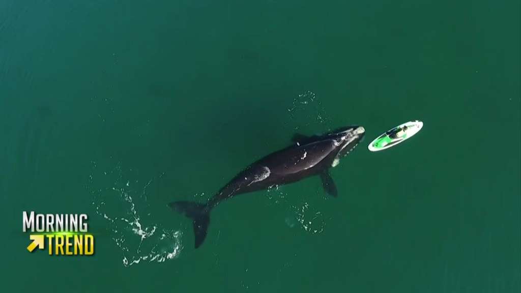WATCH Incredible video shows whale pushing paddleboarder Boston News