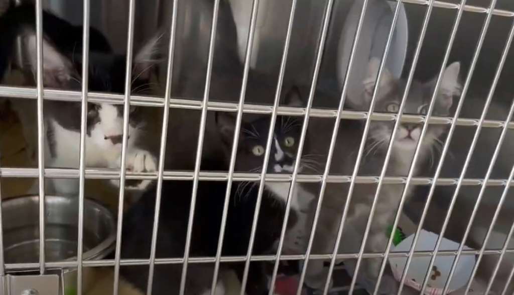 45 cats displaced by Hurricane Ida now up for adoption in Mass. – Boston News, Weather, Sports