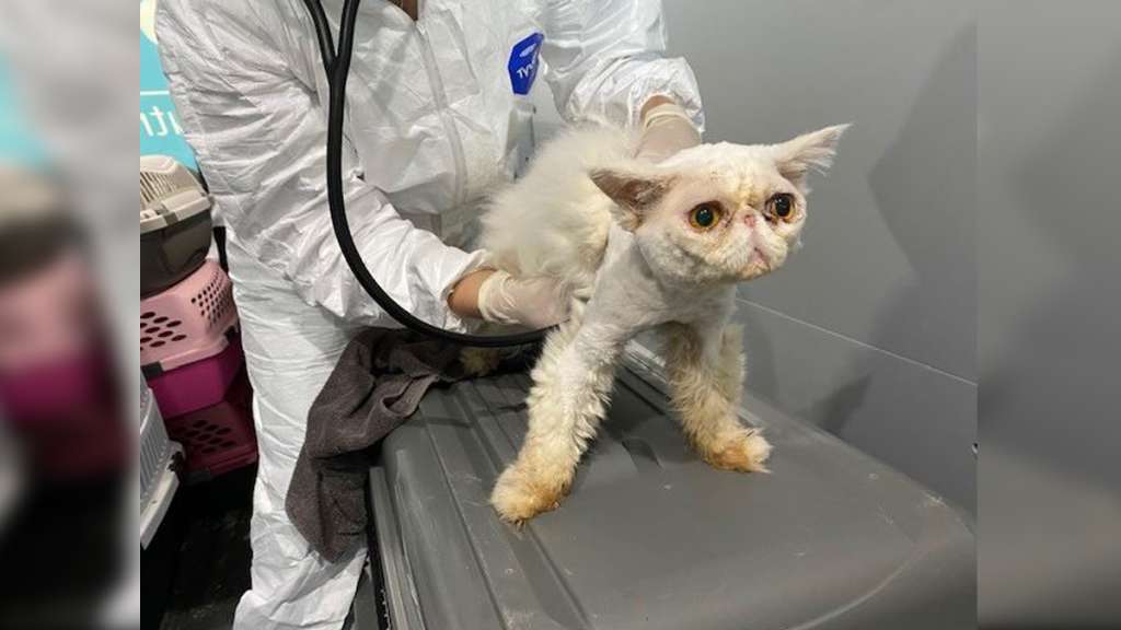 Dozens of ‘matted, sick and dirty’ purebred Persian cats rescued from single Metrowest home – Boston News, Weather, Sports