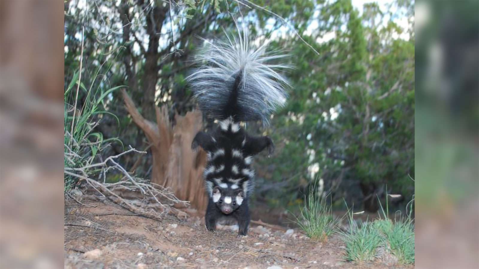 Say hello to handstanding spotted skunks, ‘the acrobats of the skunk ...