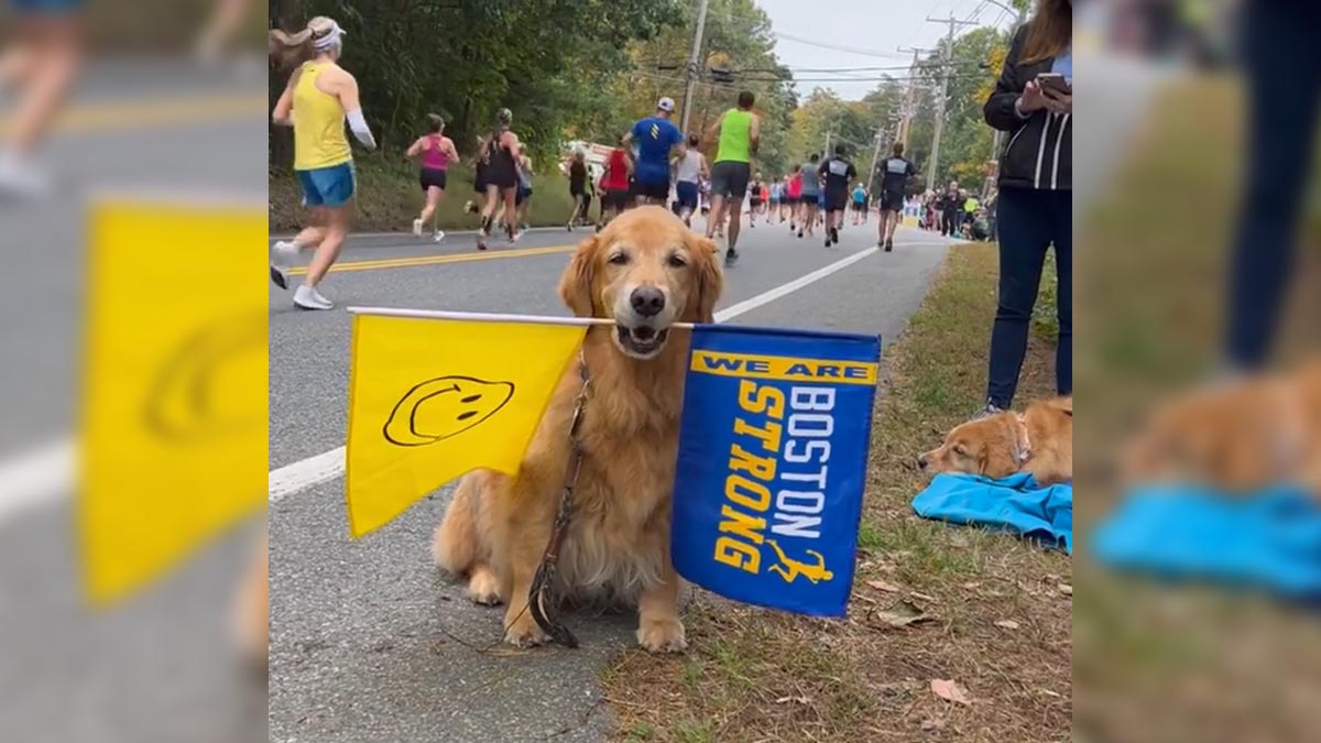 Spencer the beloved Boston Marathon dog preparing to return to race