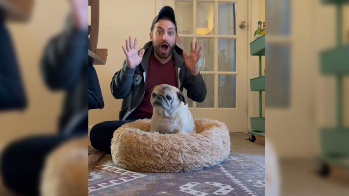 Tiktok's Noodle the Pug, known for his 'bones, no bones' days, has