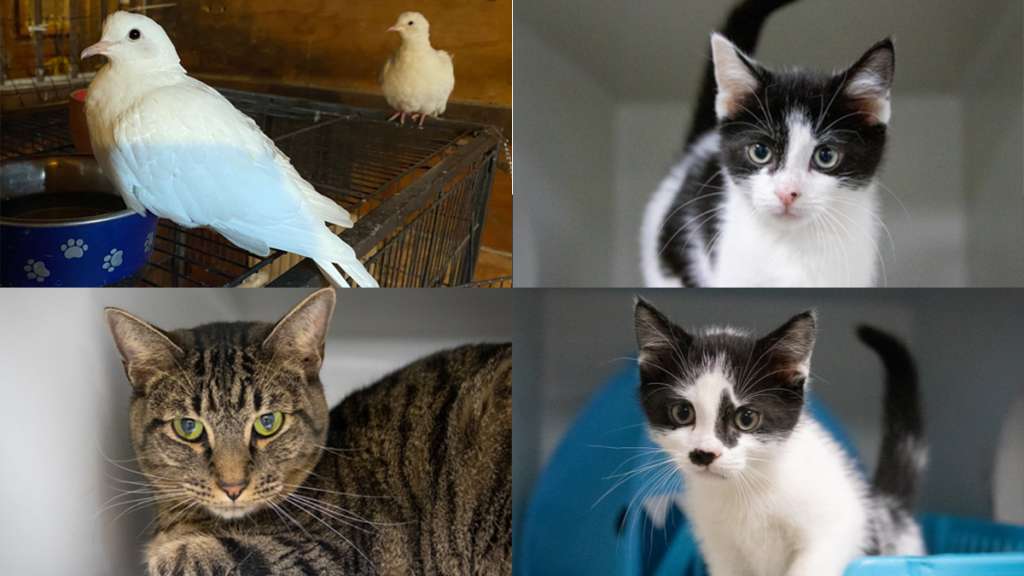 ARL of Boston investigating 3 separate animal abandonment cases involving  doves, cats – Boston News, Weather, Sports | WHDH 7News