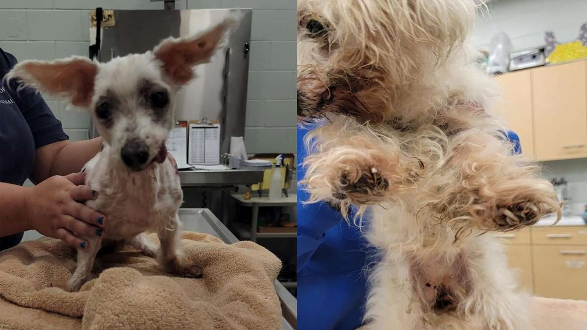 Woman facing animal cruelty charge after dog found covered in feces ...