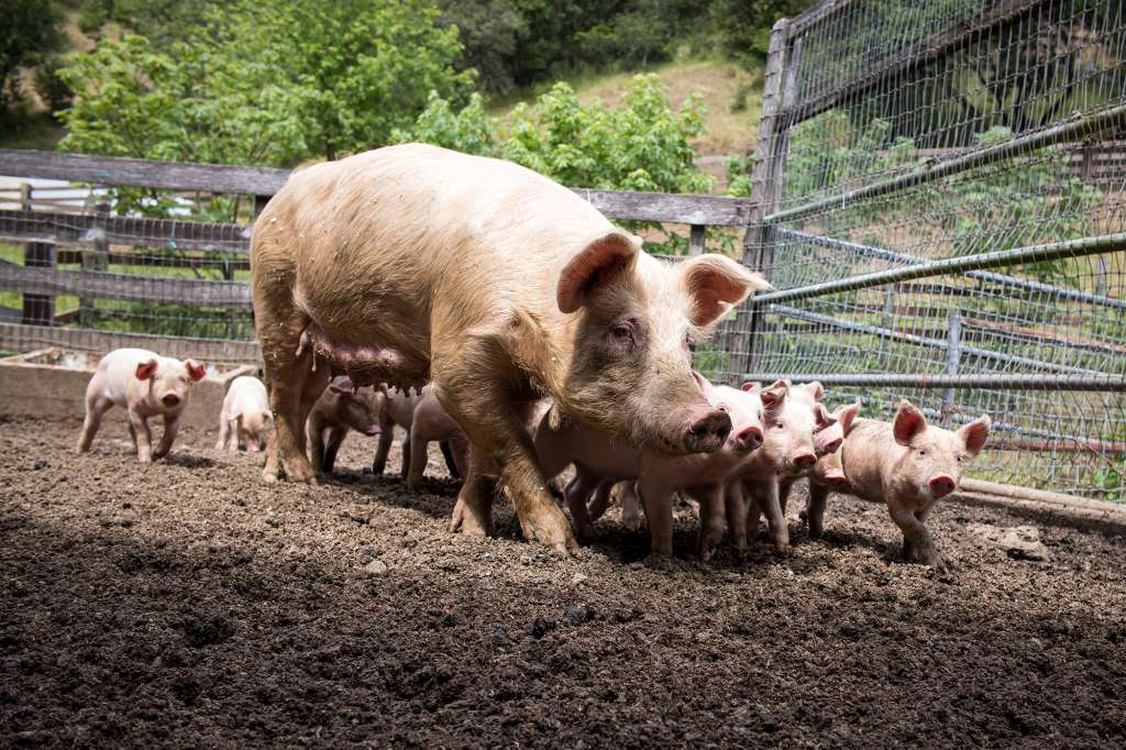 Pigs