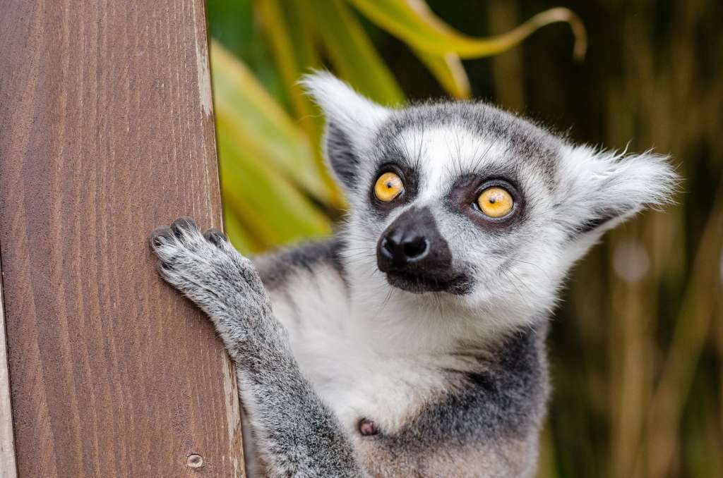 nature eyes grey fur