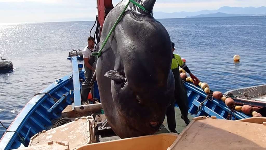 Giant 4,000 pound sunfish rescued from fishing net - Boston News, Weather,  Sports