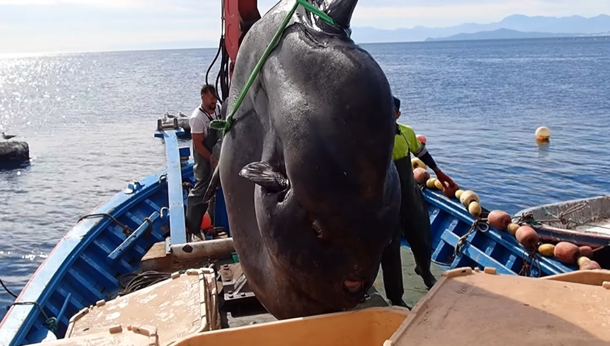 Giant 4,000 pound sunfish rescued from fishing net Boston News
