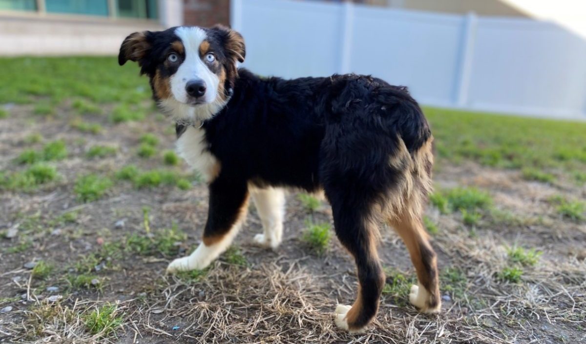 Purebred aussie store