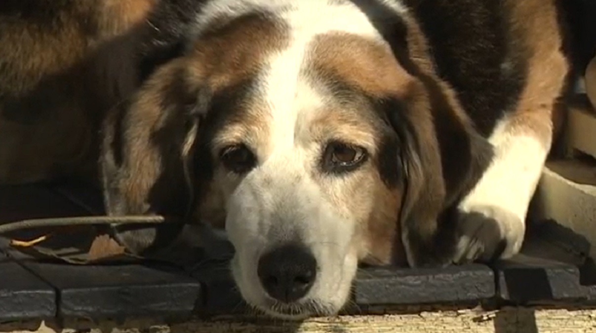 Beloved Somerville dog Sparkle passes away after droves of