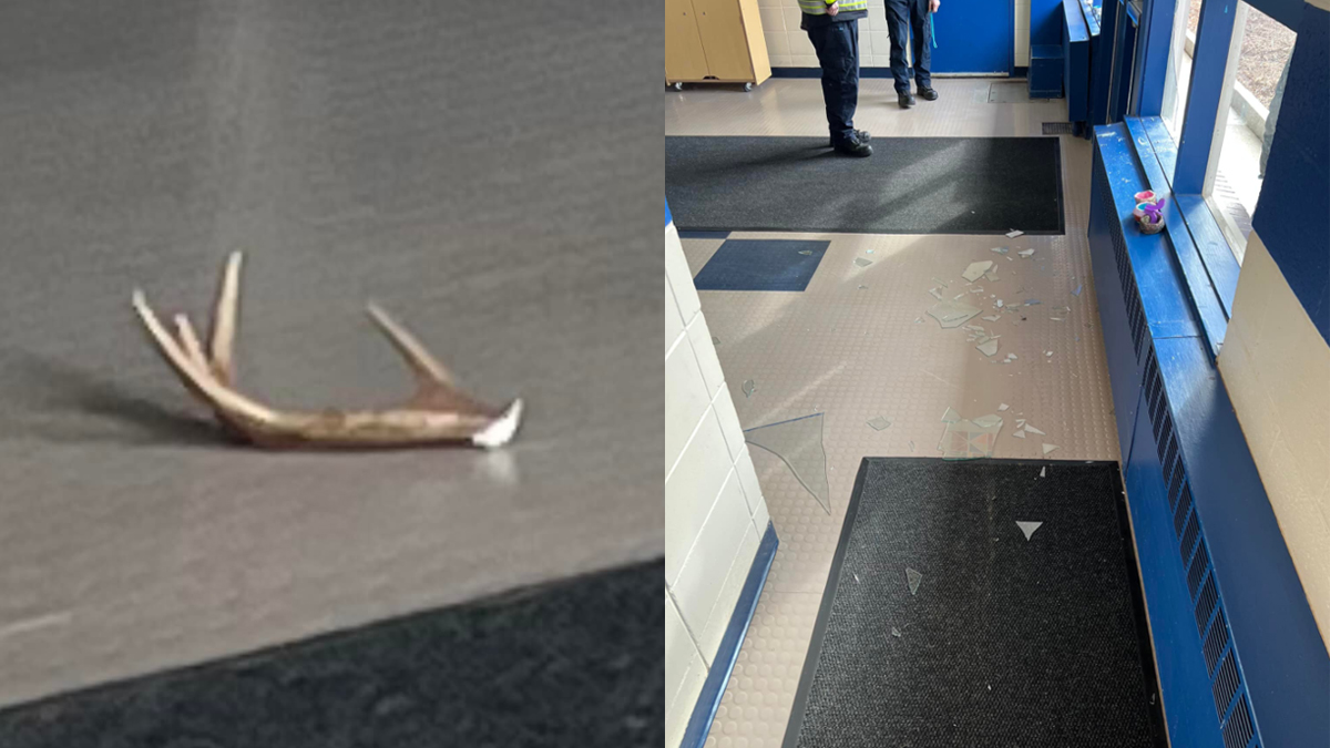 Buck smashes through NH elementary school window, leaves antler behind