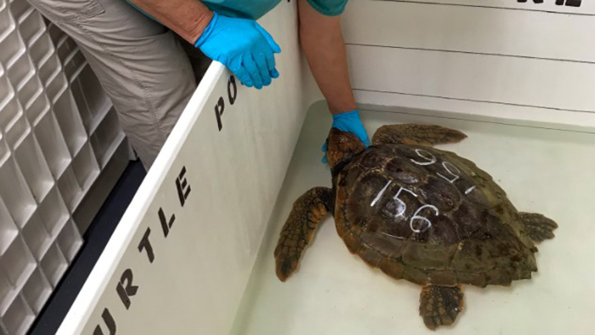 Cape Cod Sea Turtle Strandings Increase After Slow Start - Boston News ...