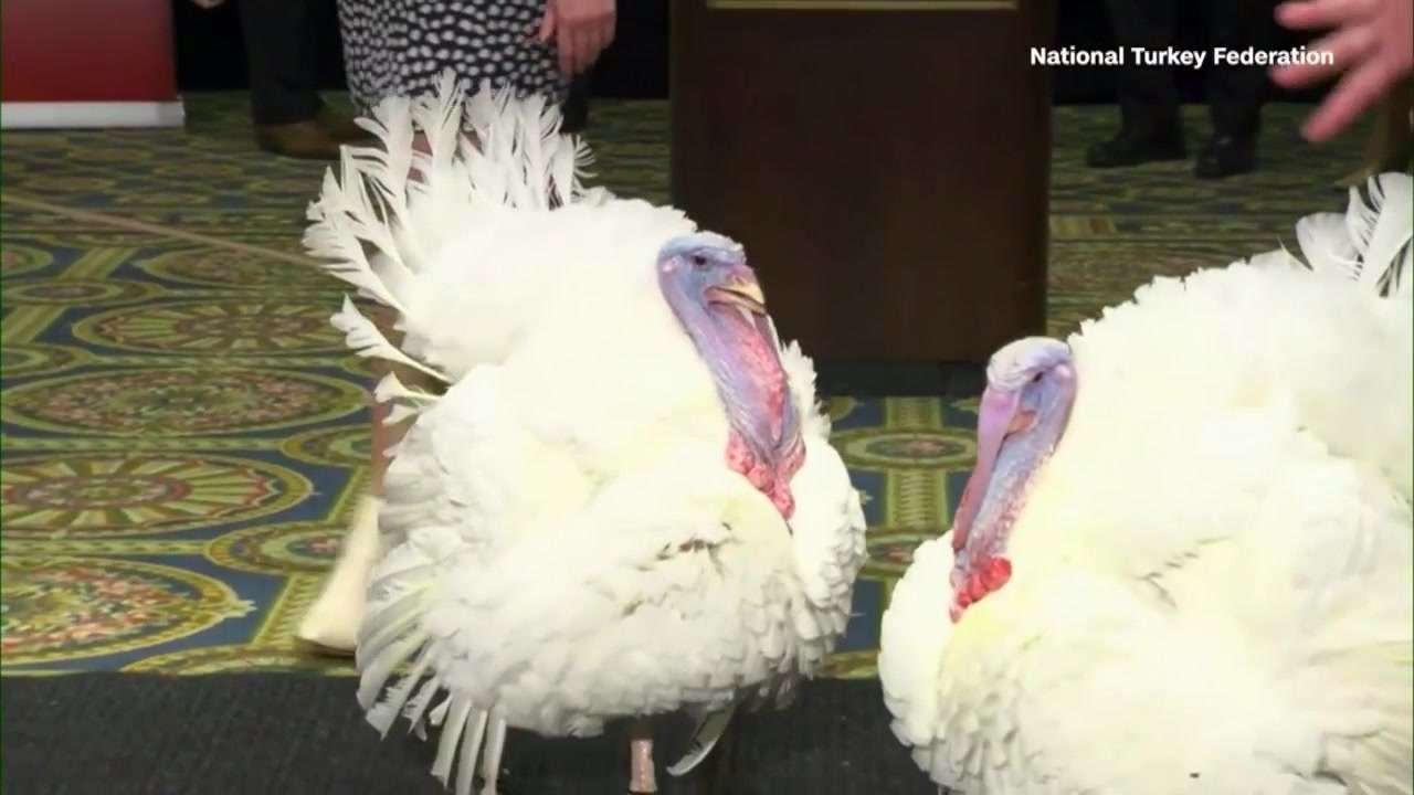 Biden is spending his 81st birthday honoring White House tradition of pardoning Thanksgiving turkeys - Boston News, Weather, Sports - Vimarsana News