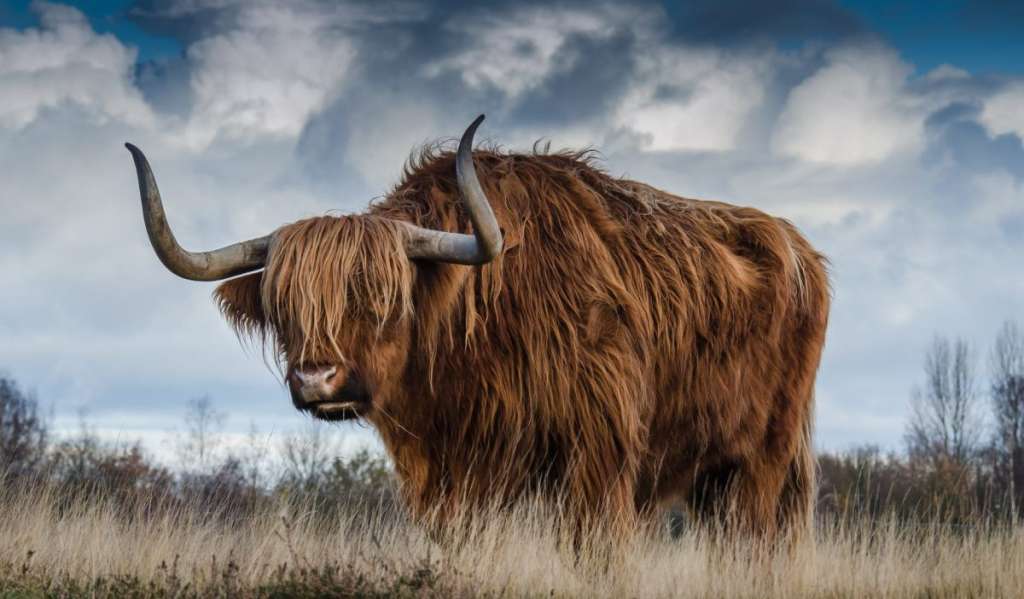 brown yak on green and brown grass field