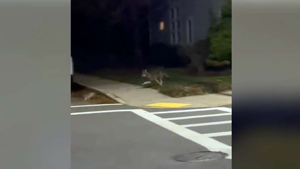 WATCH Video shows pack of coyotes hunting rabbit near King’s Beach in