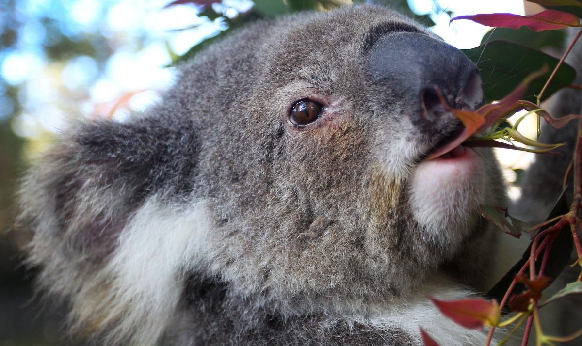 Koalas Are Dying From Chlamydia, And Climate Change Is Making It Worse ...