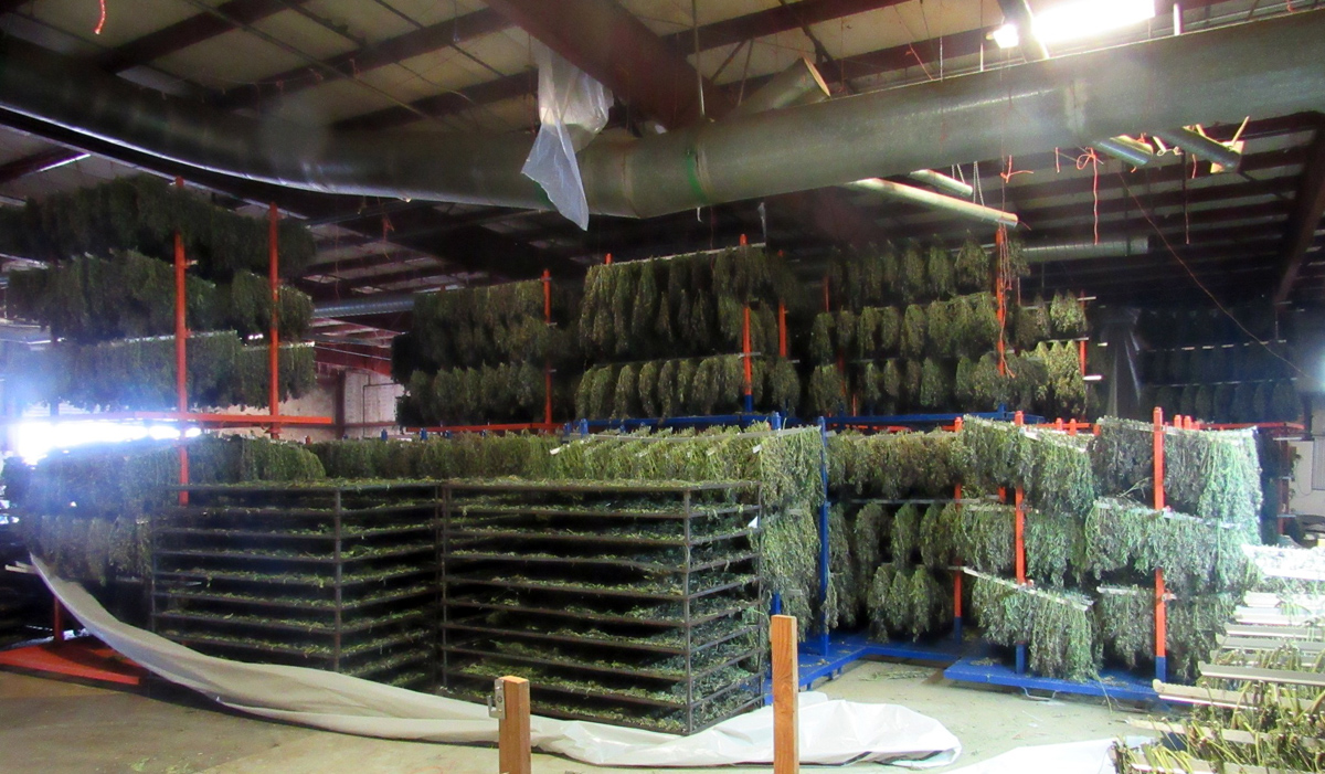 ‘Epic Amount’: Police Seize 250 Tons Of Illegal Marijuana - Boston News ...