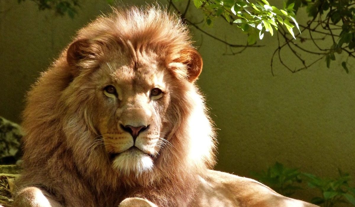 8 big cats at St. Louis Zoo test positive for COVID Boston News