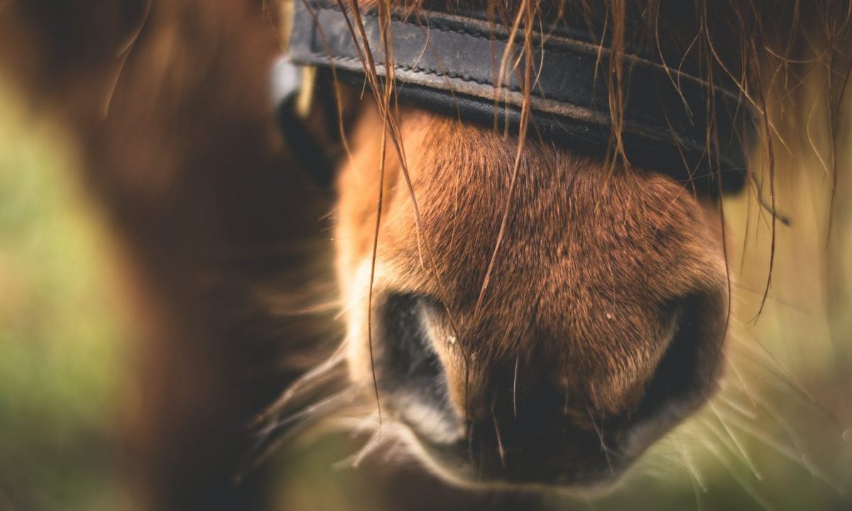 Gang sold tons of horse disguised as beef and put rotting meat in 