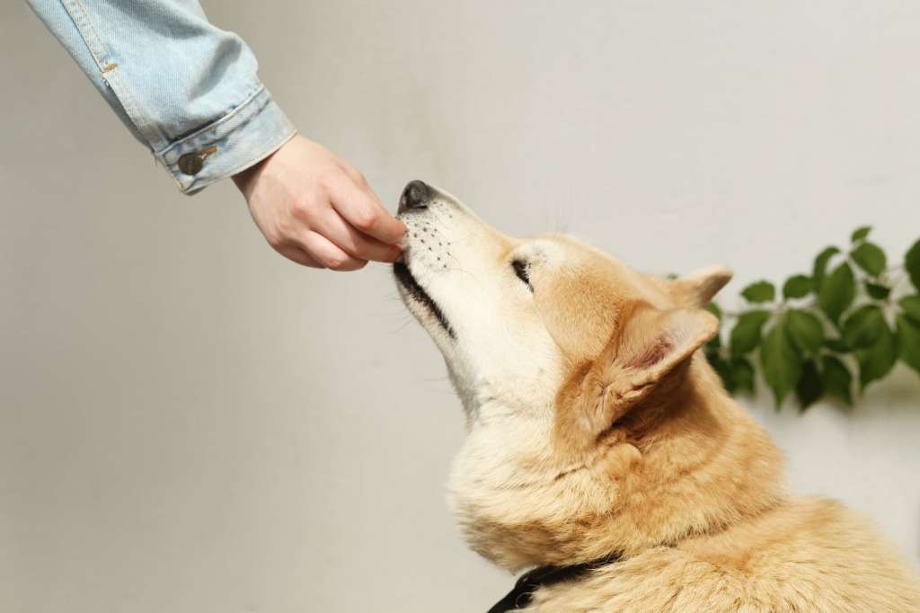 Thanksgiving food items to stay away from feeding your pets – Boston Information, Climate, Sporting activities Thanksgiving food items to stay away from feeding your pets – Boston Information, Climate, Sporting activities