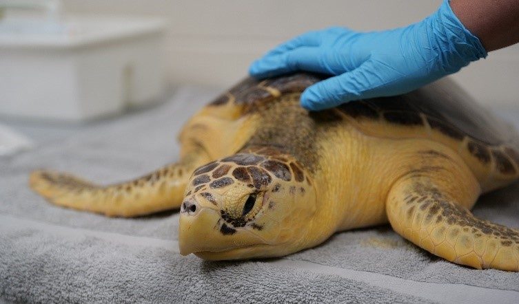 Gizmos in a half shell: Surgical tags to monitor sea turtles - Boston ...