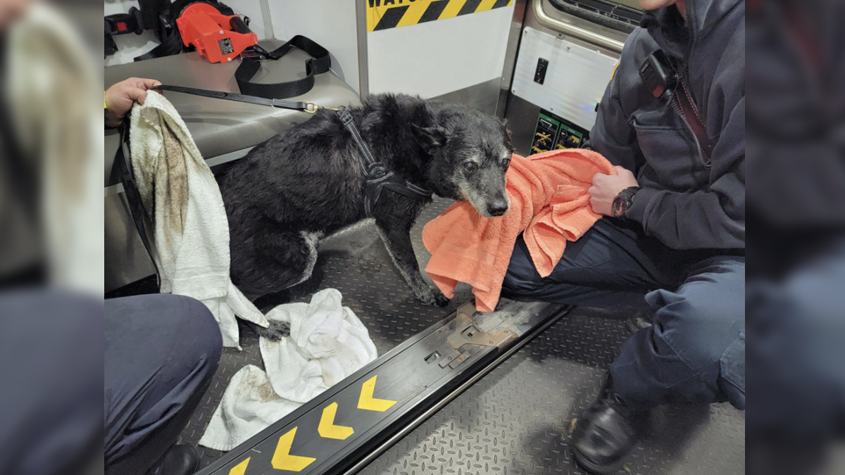 Officials looking for owner of dog that got stuck in mud in East